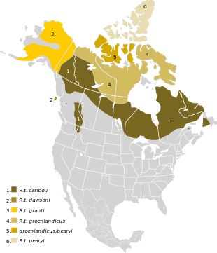 Répartition approximative des sous-espèces de caribou en Amérique du Nord. Le chevauchement est possible pour les aires contiguës. Groenlandicus et pearyi se côtoient sur certaines îles arctiques.