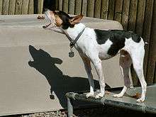 Un rat terrier en train d'aboyer.