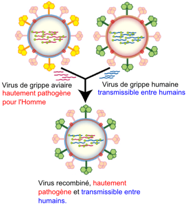 La recombinaison du virus de la grippe, par réassortiment.