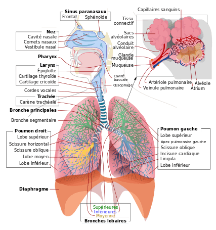 Appareil respiratoire.