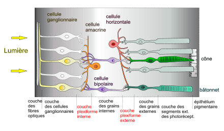 (fig. 3) Structure de la rétine (dessin modifié de Purves[3])