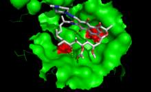 Rifampicine fixée à sa cible, l'ARN polymérase bactérienne. La surface de l'enzyme est indiquée en vert. Les mutations conférant la résistance à la rifampicine correspondent aux acides aminés en rouge