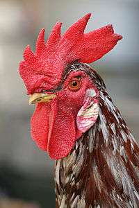 Portrait de coq