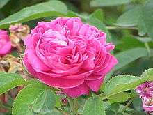 Rose de Resht (Damas)