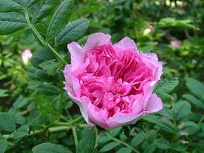 Rosa roxburghii