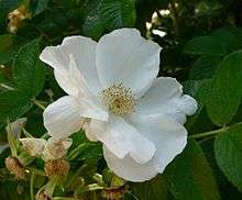 Rosa rugosa