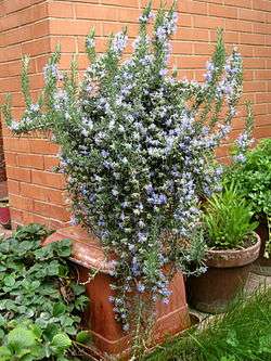 Rosmarinus officinalis prostratus (Romarin 