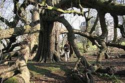 De vieux marronniers, en situation isolée peuvent parfois largement étaler et appuyer leurs basses branches au sol.