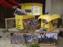 Ruches pédagogiques en carton de récupération.