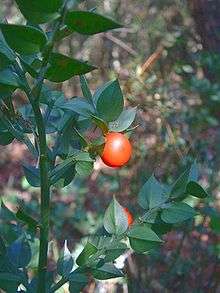  Cladodes et fruits