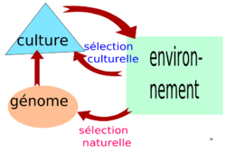 Relations entre les évolutions culturelle, environnementale et génétique.