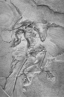 Archaeopteryx, Berlin, 1863