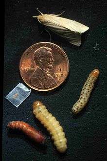 Holométabole : la larve est différente de l'adulte et passe par un stade nymphale (pupal)