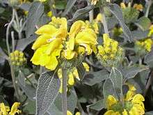  Phlomis fruticosa dit 