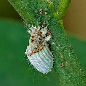 Les cochenilles sont parfois collectivement nommées « poux des plantes »