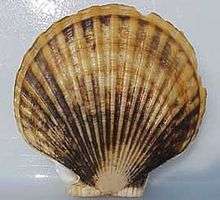 Le pétoncle géant du Pacifique (Patinopecten caurinus) peut atteindre 25 cm.