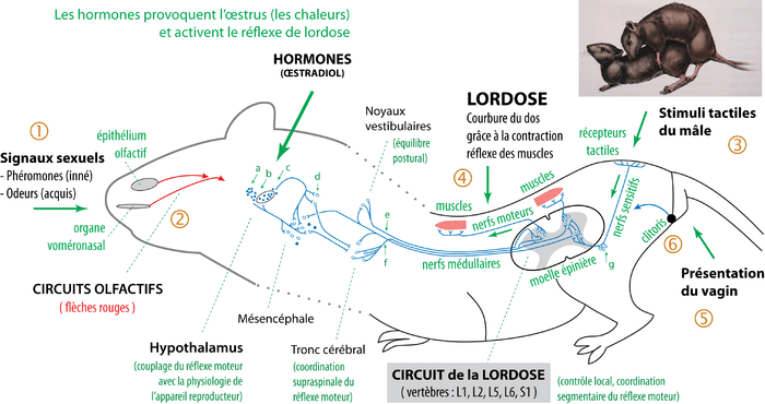 Lordose. Schéma simplifié des circuits neurobiologiques du réflexe sexuel de lordose, spécifique aux mammifères femelles, et indispensable à la réalisation de la copulation. Ce réflexe sexuel moteur complexe est précablé dans la moelle épinière et reçoit des afférences modulatrices du télencéphale. Légende : a) Noyau préoptique médian ; b) Noyau hypothalamique antérieur ; c) Noyau hypothalamique ventromédian ; d) Formation réticulaire mésencéphalique ; e) Faisceau vestibulo-spinal ; f) Faisceau réticulo-spinal ; g) Racines dorsales L1, L2, L5, L6 et S1. NB: le circuit neural est bilatéral. Le schéma est simplifié pour plus de lisibilité.
Article détaillé : Lordose.