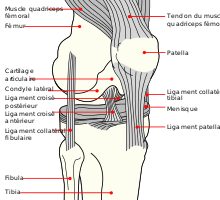 Les rapports anatomiques de la patella.