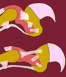 Mécanismes biologiques en jeu lors de la sortie des griffes.En blanc : les tendonsEn rose et en jaune orangé : les os