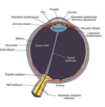 Schéma anatomique de l'œil humain.