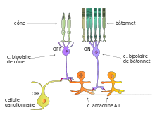 (fig. 6) Voie des bâtonnets dans la vision scotopique (schéma simplifié de Bloomfield, Dacheux[4])