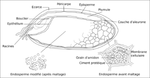 Section longitudinale d'un grain d'orge.