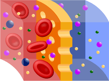 Schéma d'une membrane semi-perméable.