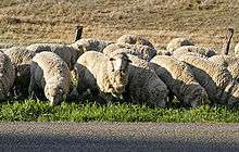 Troupeau de moutons