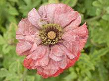 Cultivar de coquelicot : 'Shirley Poppy'.