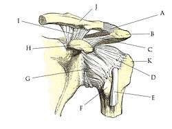 
  A. 
  B. Acromion
  C.
  D. épine acromienne
  E. Tendon du biceps
  F. 
  G.
  H. Processus coracoïde
  I.
  J. Clavicule
  K. Humérus