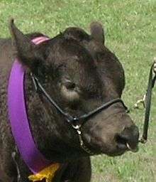 Vache équipée d'un licol pour un show de présentation.