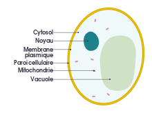 Structure de cellule de levure