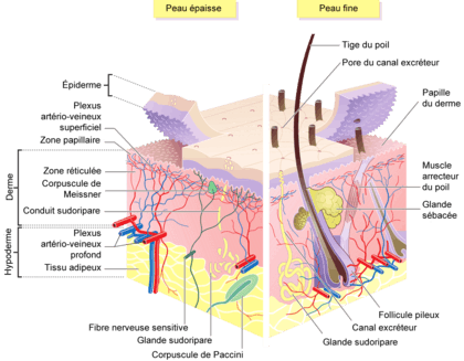 Schéma anatomique de la peau.