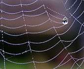 La soie d'une toile d'araignée forme de multiples chaînettes élastiques