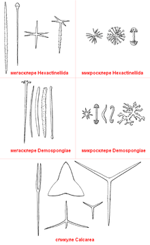 Différents types de spicules, classés selon l'appartenance systématique