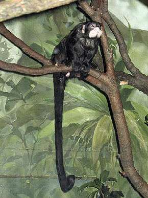 Tamarin à moustaches