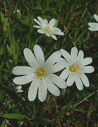 Stellaria holostea, fleurs