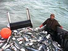 Un filet de pêche rempli de saumons en Alaska.