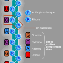 Structure moléculaire de l'ARN.