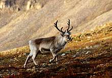 Le renne est adapté à des environnements extrêmes, froids, acides et pauvres (en termes de productivité biologique)