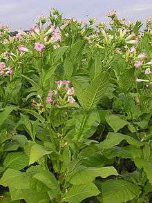 Champ de plants de tabac.