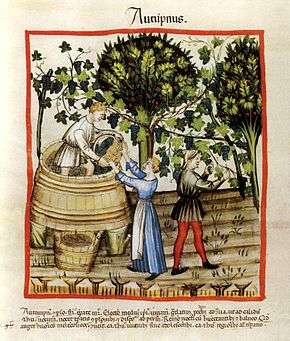 Vendanges de hautains en automne de l'an 1390Tacuinum Sanitatis (ca. 1390), Wien, Codex Vindobonensis Series nova 2644, fol. 54 verso