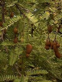 Fruits sur l'arbre