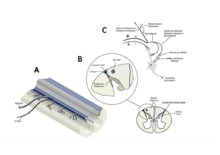 Figure expliquant la Théorie du Gate Control