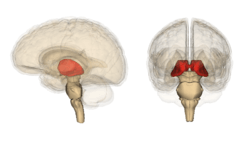 Vue tridimensionnelle du thalamus humain (en rouge)