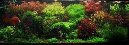 Un aquarium bien planté.