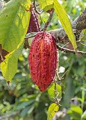 Cabosse de cacao sur un cacaoyer