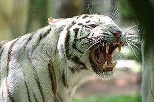 Tigre d'Asie, qualifié comme prédateur.
