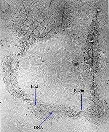 Vue en microscopie électronique des « arbres de Noël » ou « arbres de Miller » produits par la transcription d'un gène actif[29]. Le « tronc » de l'arbre est constitué de l'ADN et les « branches » sont les différentes molécules d'ARN en cours de synthèse. Celles-ci sont plus courtes vers le début de la région transcrite et plus longues vers la fin.