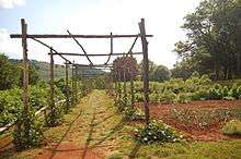 Treille pour vignes arbustives à Monticello